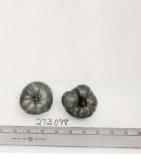 Click for 1 image(s) for this accession. FRUIT
